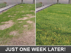just one week later your lawn is green
